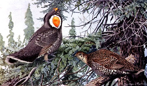 Blue Grouse, Dendragapus obscurus, male and female. Offset reproduction of painting