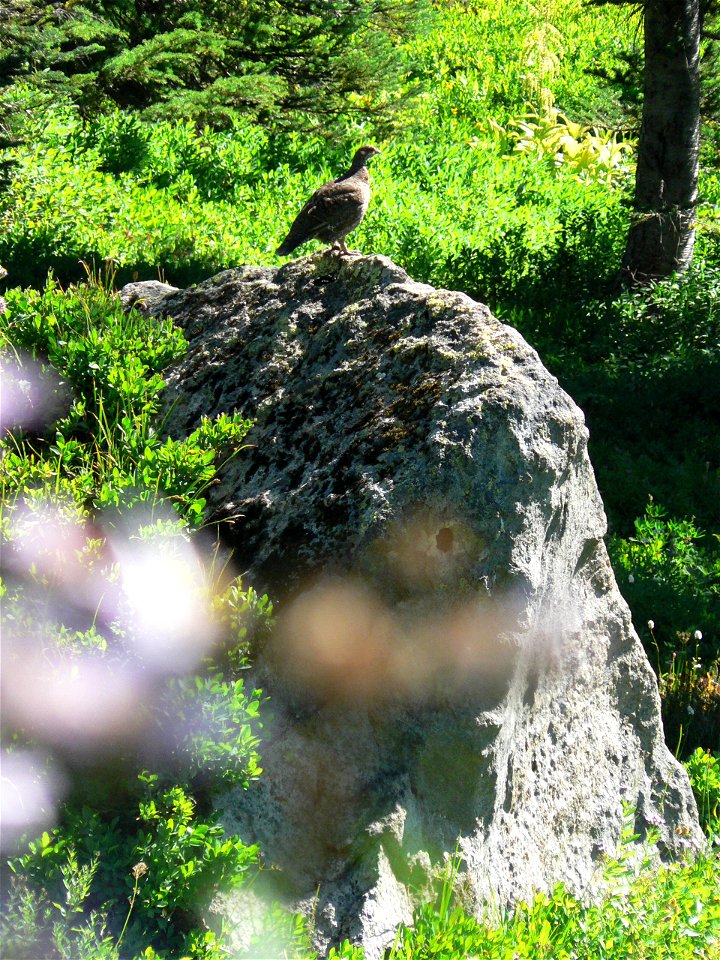Sooty Grouse
Keywords: bird