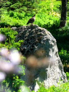 Sooty Grouse
Keywords: bird