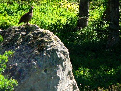 Sooty Grouse
Keywords: bird