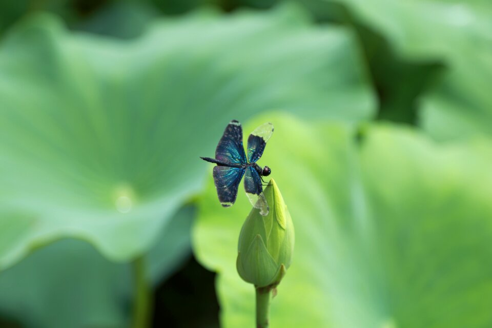 Nature flowers plants