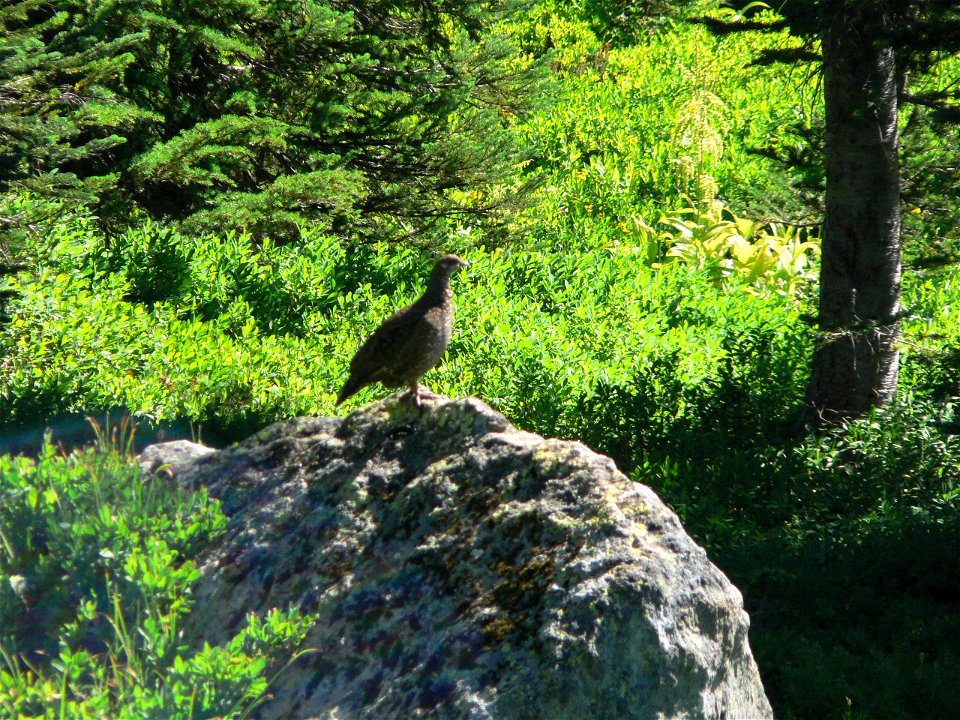 Sooty Grouse
Keywords: bird