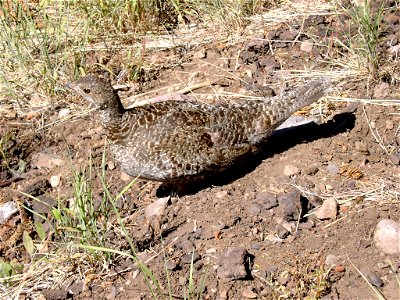 Sooty Grouse: Dendragapus fuliginosus