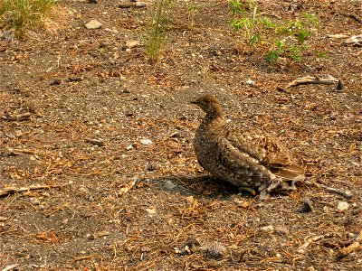 Female photo