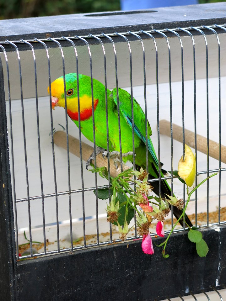 Male superb parrot (Polytelis swainsonii) in the monday market in Louhans (Saône-et-Loire, France)