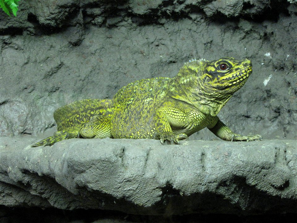Sailfin lizard (Hydrosaurus pustulatus) in Helsinki Tropicario Zoo.