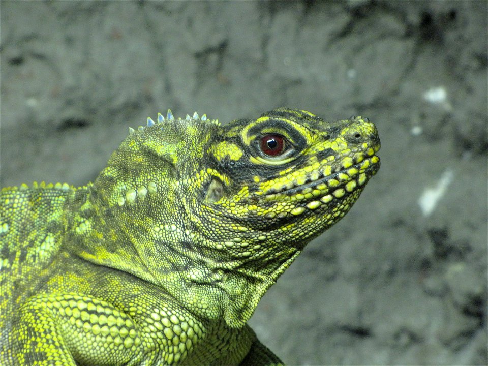 Sailfin lizard (Hydrosaurus pustulatus) in Helsinki Tropicario Zoo.