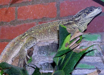 Philippines sailfin lizard Hydrosaurus pustulatus at Bristol Zoo, Bristol, England.