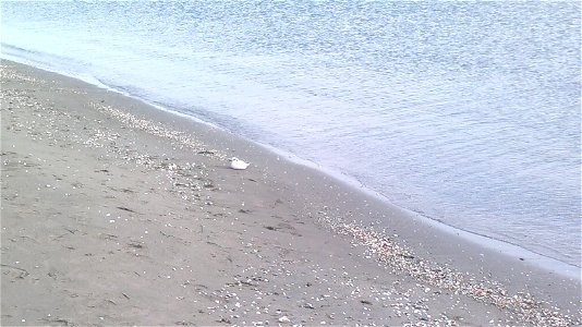 Little Gull Hydrocoloeus minutus sitting in Caspian coast in Hovsan, Azerbaijan