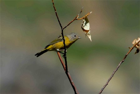 A male Nashville Warbler