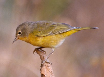 A Nashville Warbler near Upper Klamath Lake in Winema National Forest, Oregon