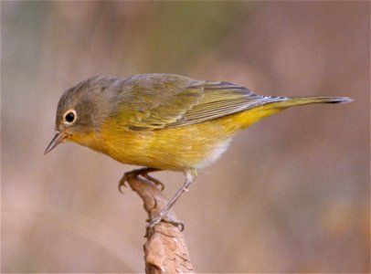 A Nashville Warbler near Upper Klamath Lake in Winema National Forest, Oregon photo