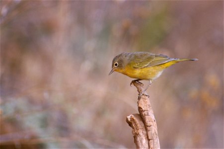 A Nashville Warbler near Upper Klamath Lake in Winema National Forest, Oregon photo