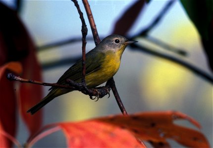 A Nashville Warbler perching on a sassafras branch