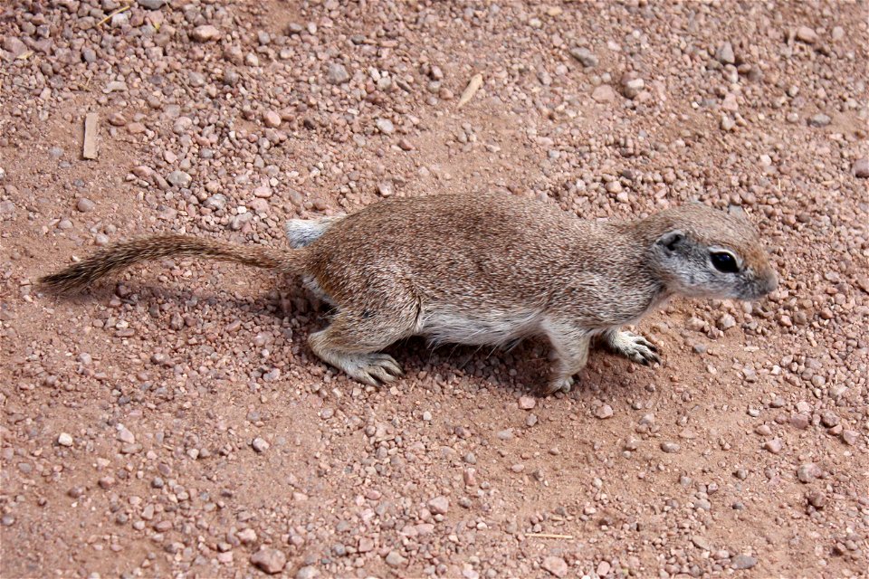 Round-tailed Ground Squirrel (Spermophilus tereticaudus) in Phoenix, Arizona