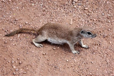 Round-tailed Ground Squirrel (Spermophilus tereticaudus) in Phoenix, Arizona