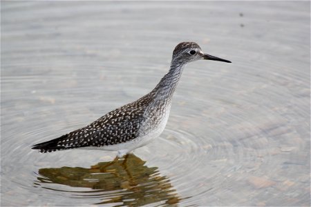 Lesser Yellow Legs photo