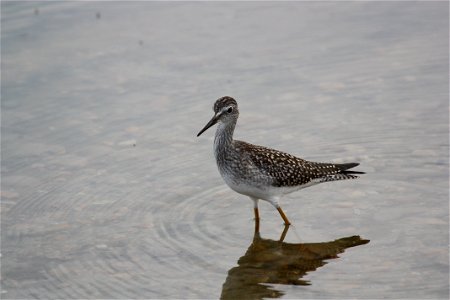 Lesser Yellow Legs photo