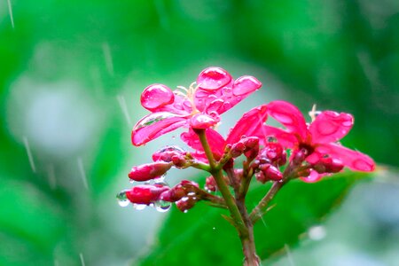 Water leaf water droplets