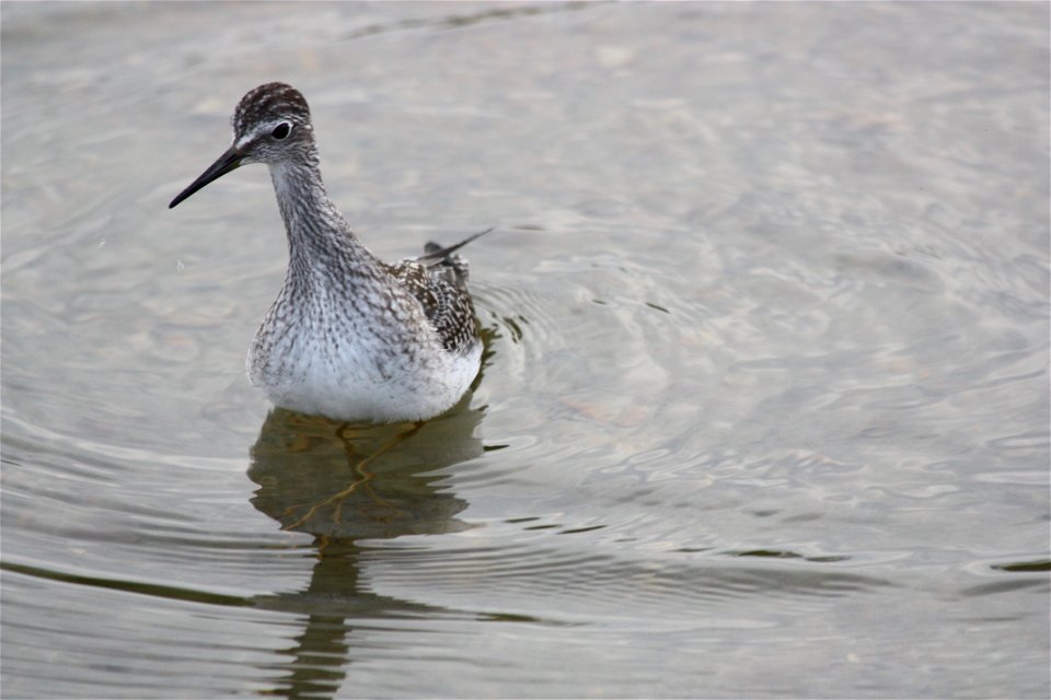 Lesser Yellow Legs