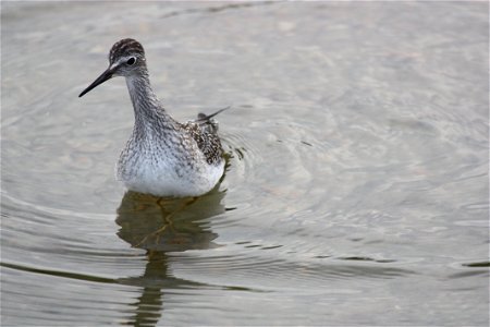 Lesser Yellow Legs