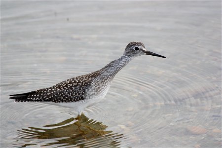 Lesser Yellow Legs photo