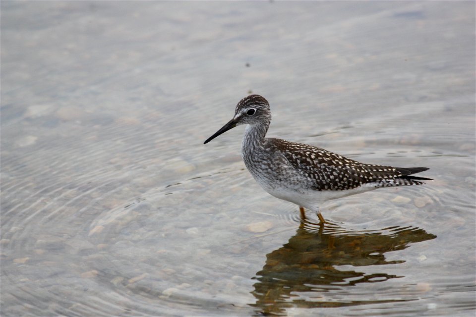 Lesser Yellow Legs