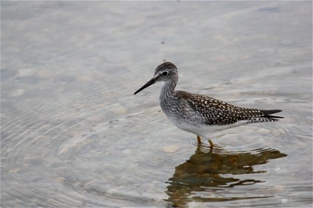 Lesser Yellow Legs