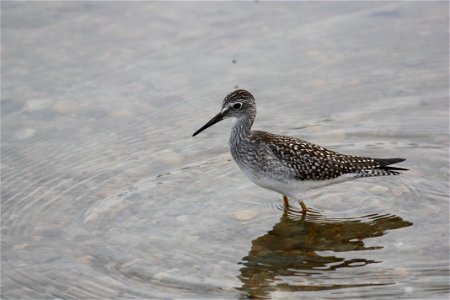 Lesser Yellow Legs photo