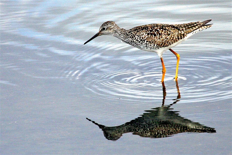 Photo Credit: Gary Eslinger / USFWS