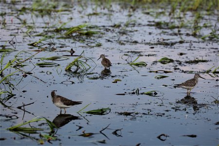 Three Lesser yellowlegs at Mills Lake in Northwest Territories. 

You are free to use this photo with the following credit: Joseph Sands, USFWS