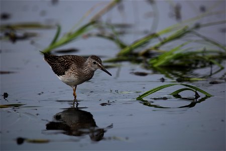 Lesser yellowlegs at Mills Lake in Northwest Territories. 

You are free to use this photo with the following credit: Joseph Sands, USFWS