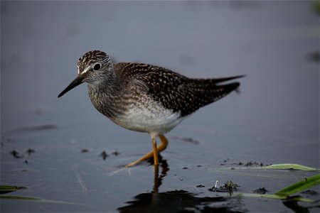 Lesser yellowlegs at Mills Lake in Northwest Territories. 

You are free to use this photo with the following credit: Joseph Sands, USFWS