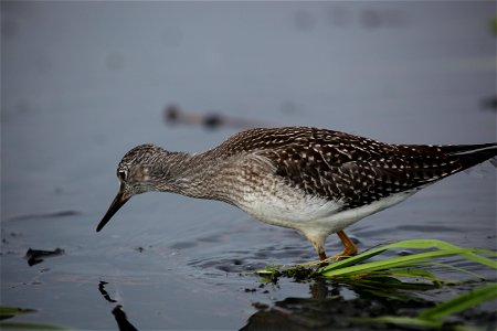 Lesser yellowlegs at Mills Lake in Northwest Territories. 

You are free to use this photo with the following credit: Joseph Sands, USFWS
