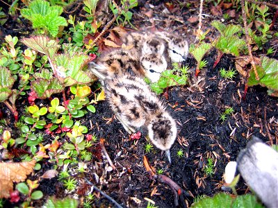 Lesser Yellowlegs (Tringa flavipes) chicks photo