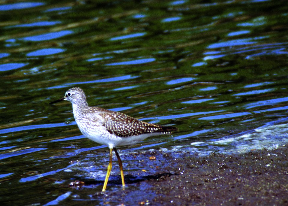 Lesser yellow legs along a shoreline in South Dakota.