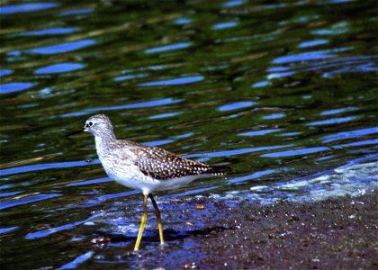 Lesser yellow legs along a shoreline in South Dakota.