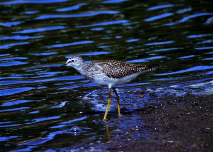 Lesser yellow legs along a shoreline in South Dakota.