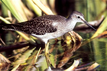 Lesser Yellowlegs (Tringa flavipes) in Wetlands, Yukon Flats NWR, Alaska photo