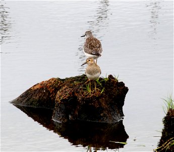 USFWS; Ken Sturm