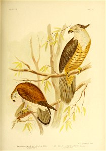 PL.XXZU 
VOL. VI 
G. J. Br.oinowski Fecit. 
TINNUNCULUS CENCHROI DELS 
Nankeen Kestrel. 
BAZA SUBCRlSTATA iGouia) 

Cpested Hawk.