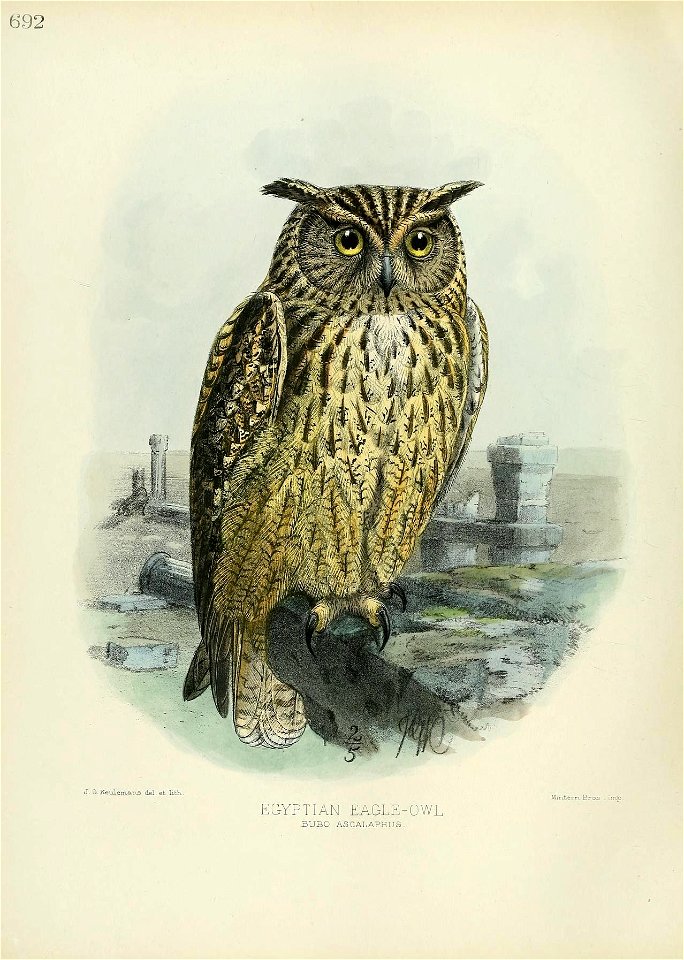 692 
J. &.Keulem.ELrLS del- et libK. 
EGYPTIAN EAGLE-OWL 
BUBO ASCALAPHUS. 

Min-tern. Bros . imp .