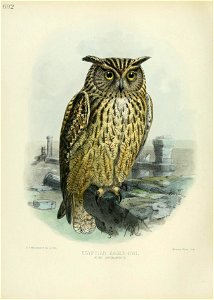 692 
J. &.Keulem.ELrLS del- et libK. 
EGYPTIAN EAGLE-OWL 
BUBO ASCALAPHUS. 

Min-tern. Bros . imp .