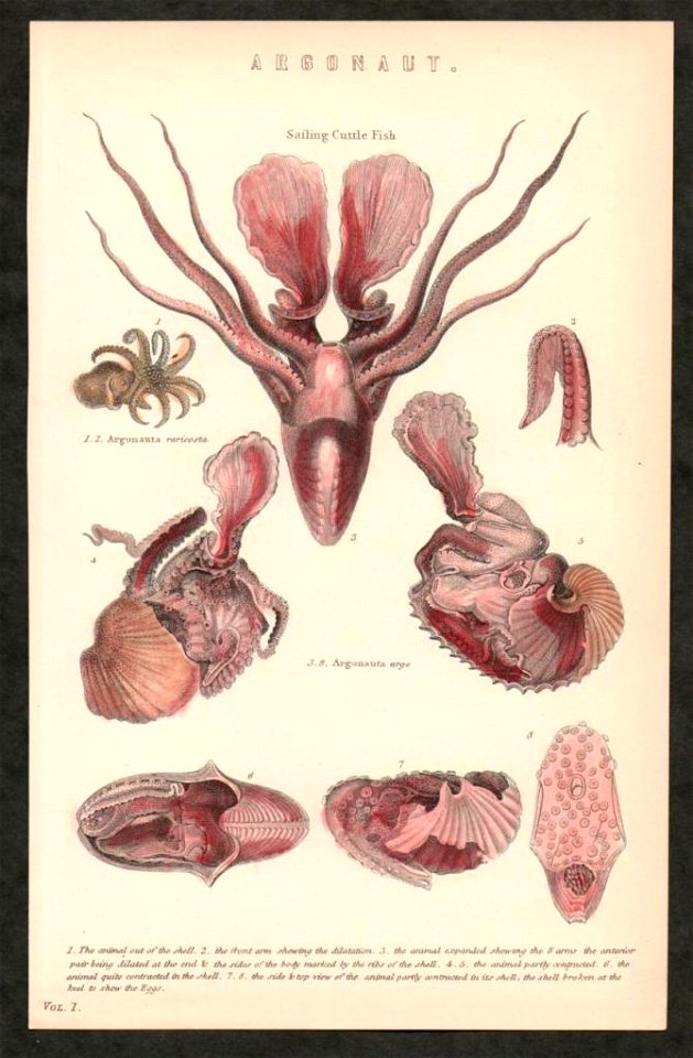 Hand coloured wood engraving titled "Argonaut. Sailing Cuttle Fish", showing Argonauta argo and Argonauta raricosta (possibly a synonym of A. hians)