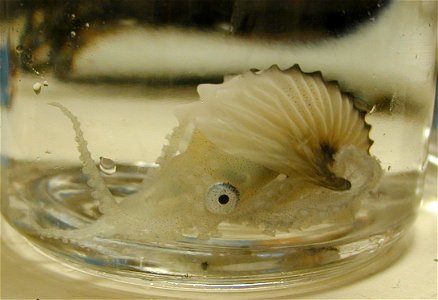 A paper nautilus (Argonauta argo), a relative of the squid. photo