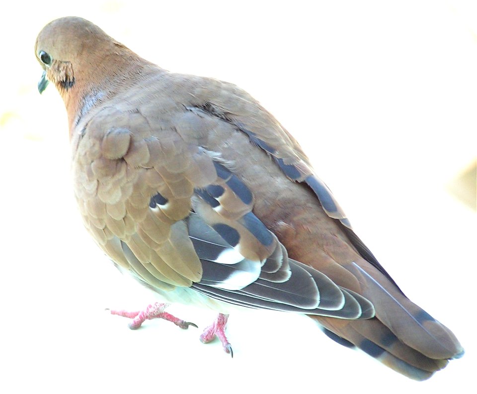 Zenaida aurita, photographed on Barbados