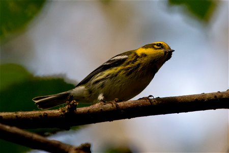 Townsend's Warbler You are free to use this image with the following photo credit: Peter Pearsall/U.S. Fish and Wildlife Service photo