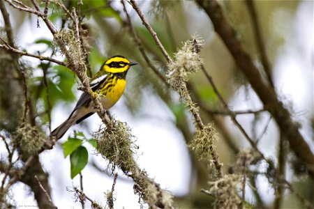 Townsend's warbler (Setophaga townsendi) - photo by Kevin Cole

creativecommons.org/licenses/by/2.0/