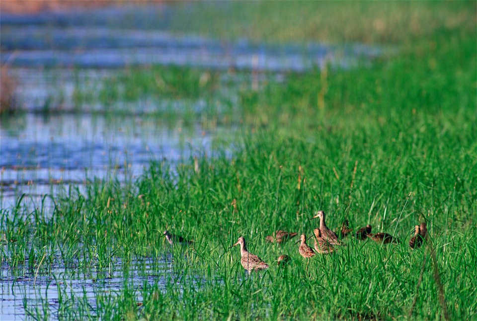 A flock of Marbled Godwit (Limosa fedoa) shorebirds gather together at the Quivira National Wildlife Refuge located in Stafford, Kansas.