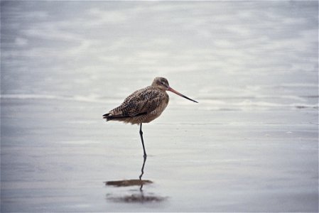 Marbled Godwit (Limosa fedoa) photo